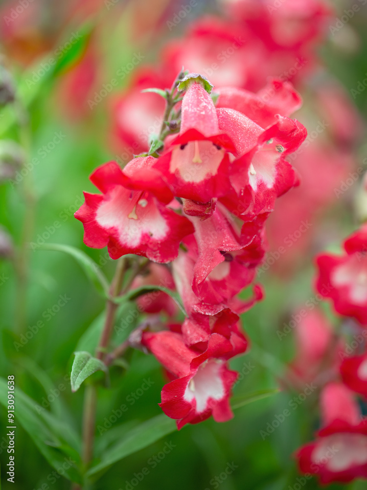 Closeup of flower stems of Penstemon 'Arabesque Red' Closeup of flower stems of Penstemon 'Arabesque Red'