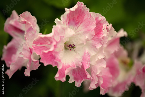 Closeup of flowers Regal Pelargonium 'Deli' photo