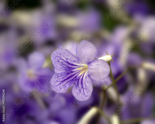 Closeup of a flowers of Cape primrose (Streptocarpus 'Bethan') photo