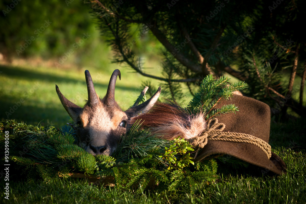 Φωτογραφία happy hunting of a chamois trophy from a yearling - the celebration of the troph