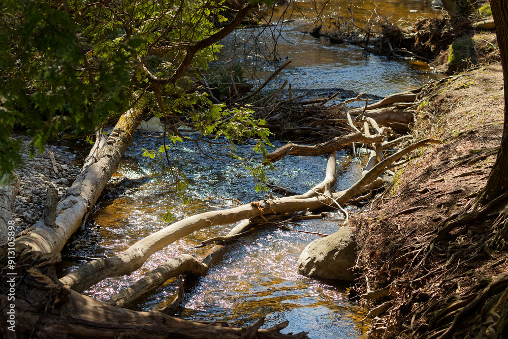 Smaller creek flowing through the forest Smaller creek flowing through the forest