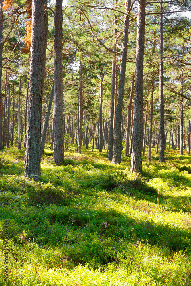 Fototapeta premium Pine forest at Sandhamn in Stockholm archipelago