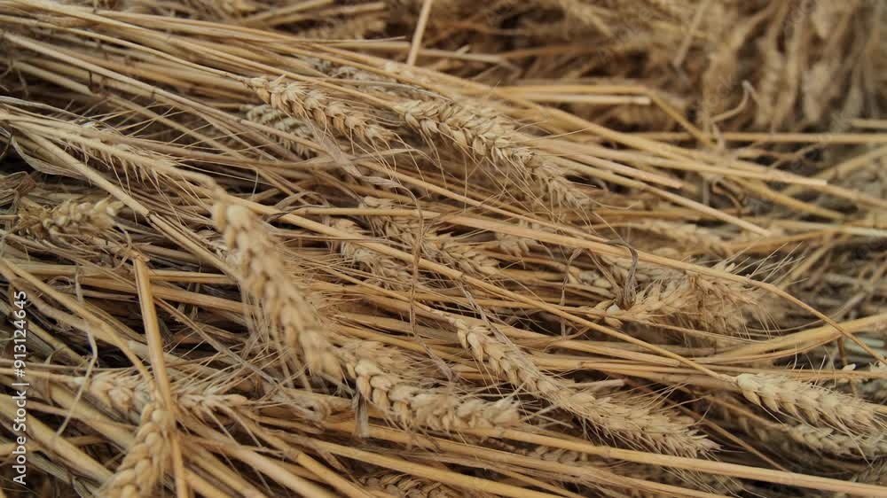 Detailed close-up of wheat stalks, symbolizing abundance and celebration of the harvest festival, showcasing the beauty of agricultural produce Detailed close-up of wheat stalks, symbolizing abundance and celebration of the harvest festival, showcasing the beauty of agricultural produce