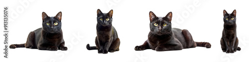 Four black cats in different poses, cut out transparent photo