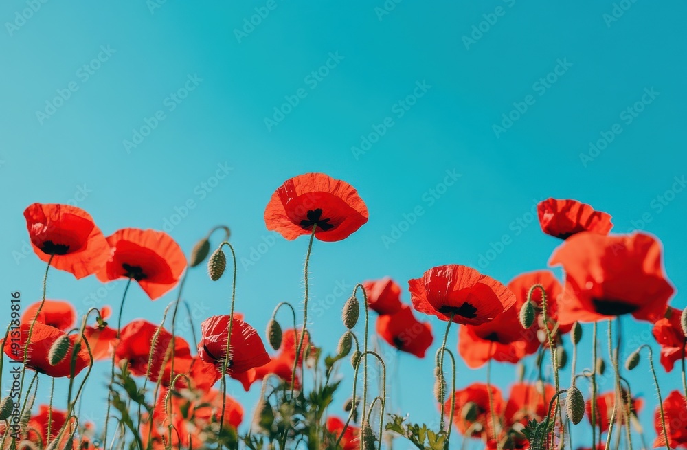 Fototapeta premium field of vibrant red poppies under the clear blue sky