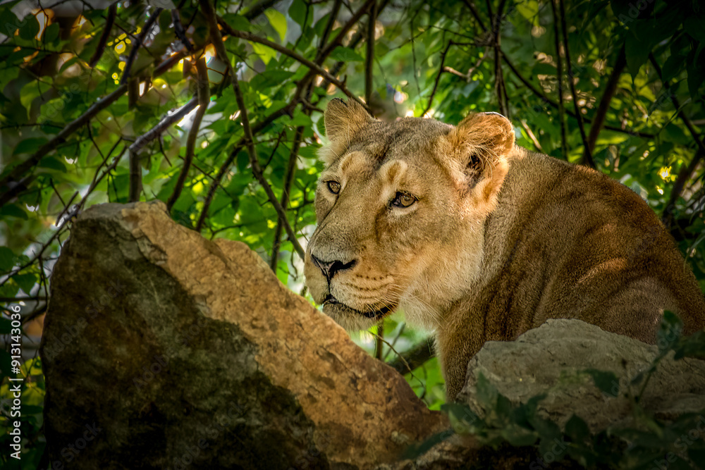 Fototapeta premium female lion hiding in the bushes