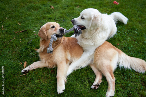 Photography A 4-year-old male golden retriever (white) and a female golden retriever (golden