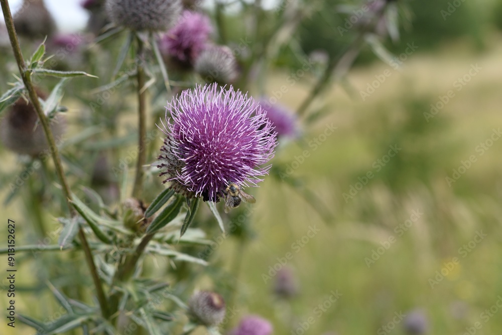 Flower of a country plant. A lilac thistle flower with a bee on it. Flower of a country plant. A lilac thistle flower with a bee on it.