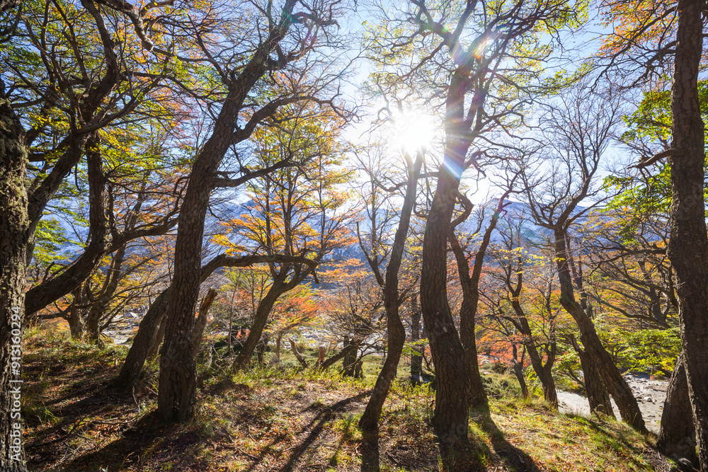 Autumn forest Autumn forest