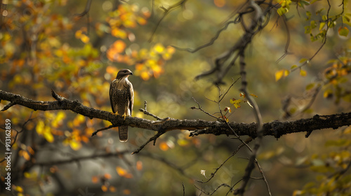 A hawk perched on a high branch scanning the forest floor below for prey.
