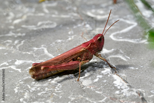 rot gefärbter Nachtigall-Grashüpfer // red coloured Bow-winged grasshopper (Chorthippus biguttulus) photo