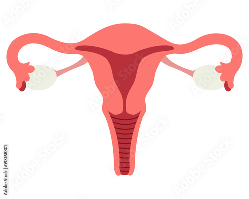 Female reproductive system flat icon isolated on white background. Vector illustration