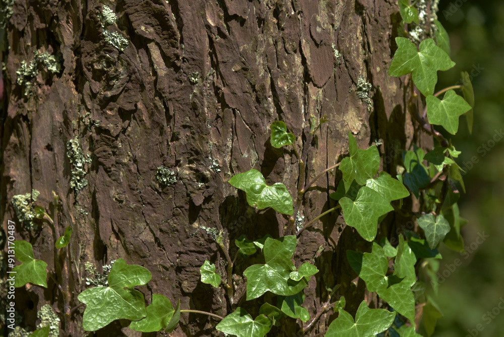 ivy on a tree ivy on a tree