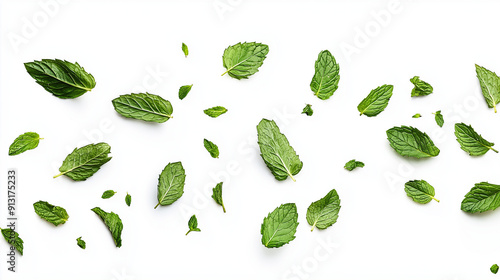 mint leaves isolated on white background 