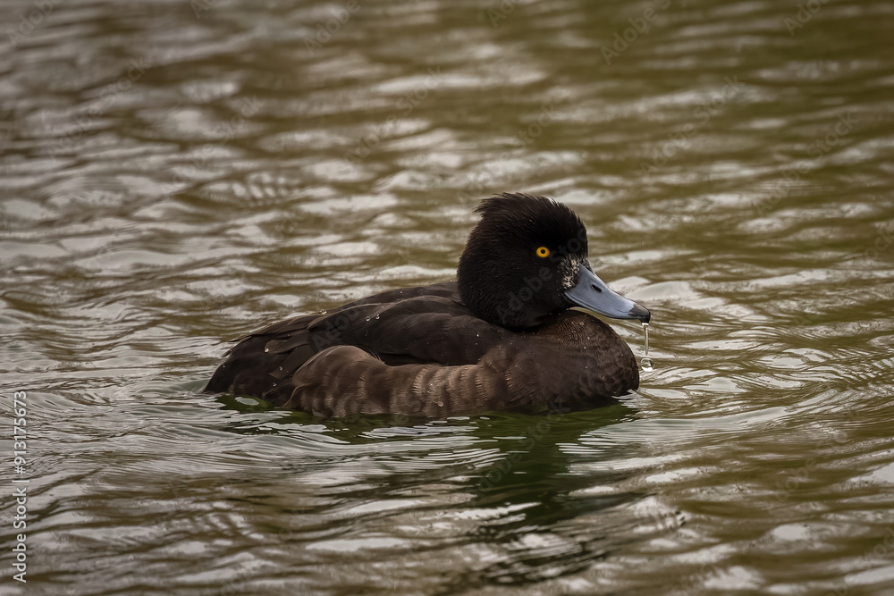 Tufted Duck (Aythya fuligula). Duck in its natural environment. Tufted Duck (Aythya fuligula). Duck in its natural environment.