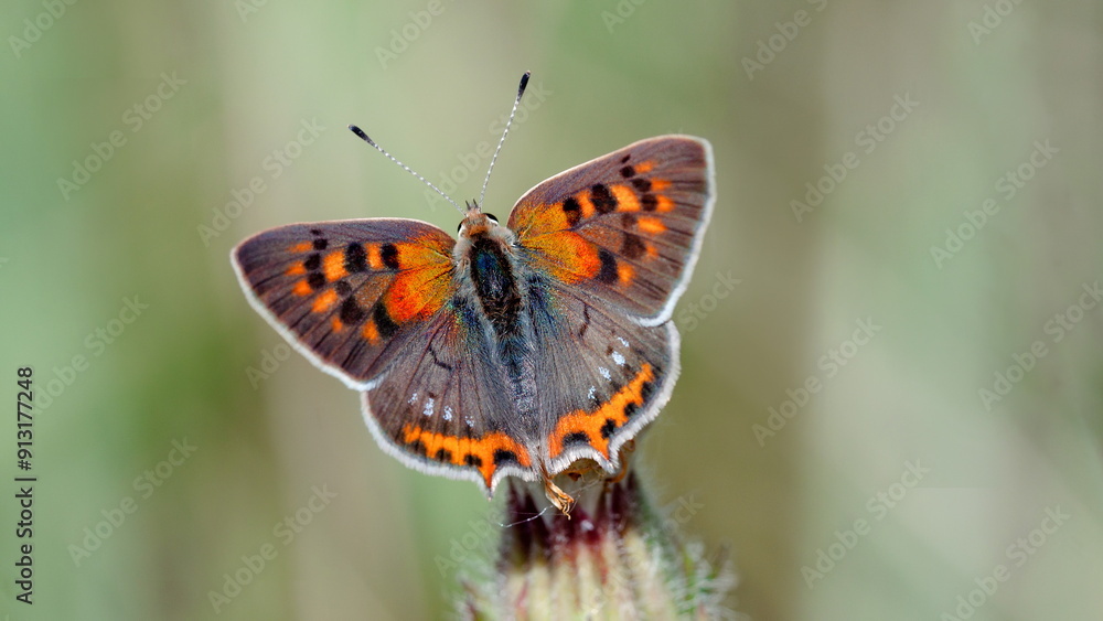 butterfly on a leaf