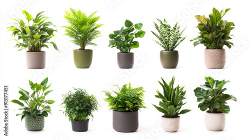 Indoor plant collection with pot, isolated on white background. Enjoy a variety of indoor plants to decorate your home with a dash of greenery.