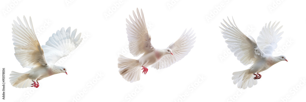 Set of A white pigeon mid-flight, wings extended gracefully isolated on transparent background (2) Set of A white pigeon mid-flight, wings extended gracefully isolated on transparent background (2)