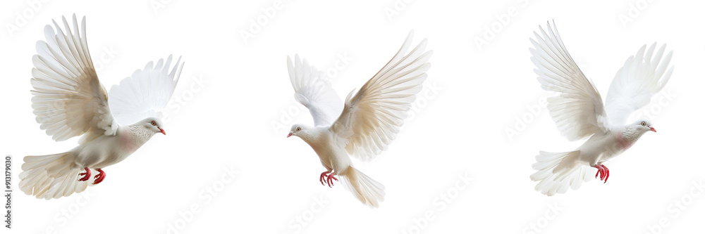 Fototapeta premium Set of A white pigeon mid-flight, wings extended gracefully isolated on transparent background