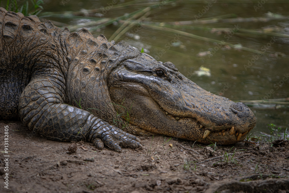 Close up of crocodile alligator head on the shore of water Close up of crocodile alligator head on the shore of water