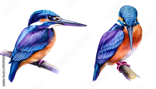 set isolated, watercolor illustration of a blue and purple kingfisher photo