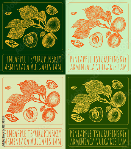 Set of vector drawing PINEAPPLE TSYURUPINSKIY in various colors. Hand drawn illustration. Latin name is ARMENIACA VULGARIS LAM.
