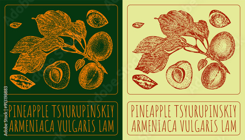 Vector drawing PINEAPPLE TSYURUPINSKIY. Hand drawn illustration. Latin name is ARMENIACA VULGARIS LAM.

