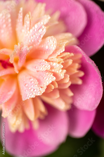 Delicate pink peony close-up. Petals of a pink peony.