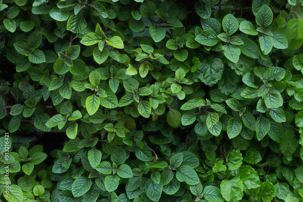 Fototapeta premium Natural background of green leaves, nature abstract wallpaper