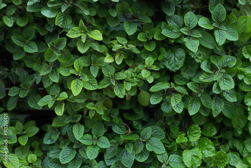 Natural background of green leaves, nature abstract wallpaper