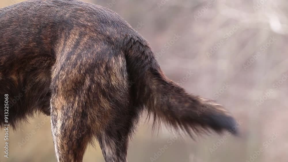 A large brown dog happily wags its tail, waiting for a walk.Expression of feelings and emotions in a dog with the help of the tail. A large brown dog happily wags its tail, waiting for a walk.Expression of feelings and emotions in a dog with the help of the tail.