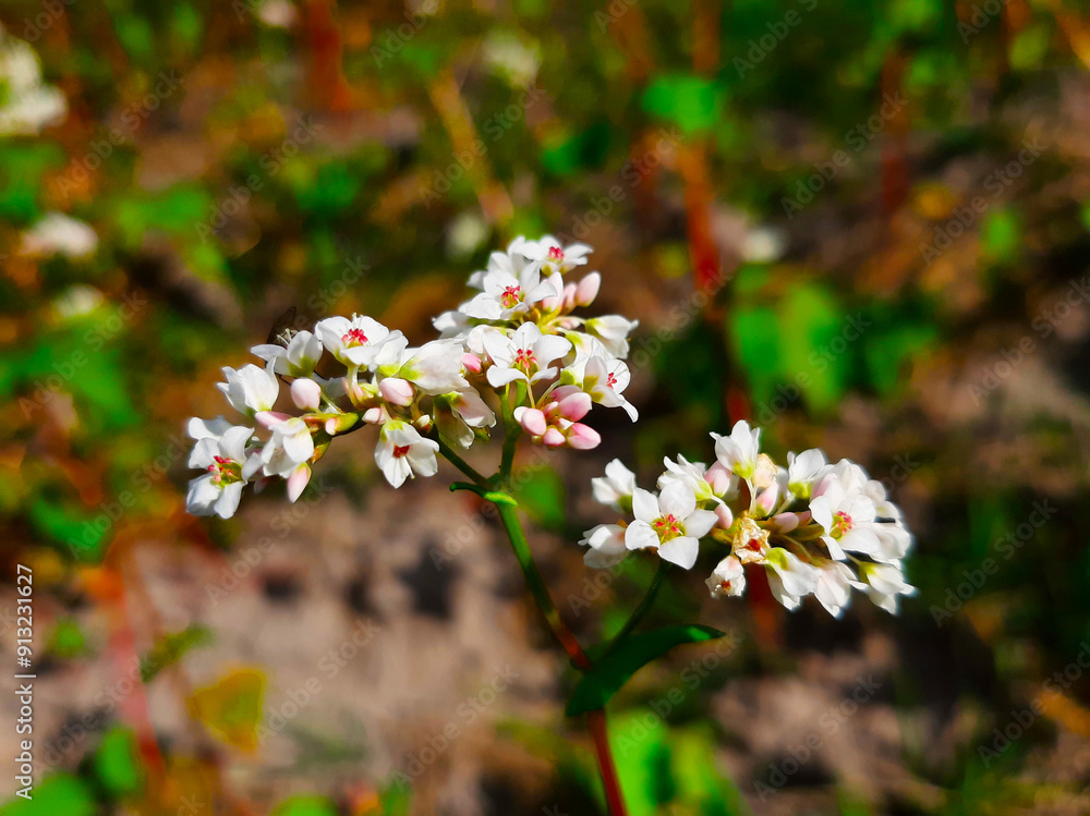 Buckwheat Plants Bloom Naturally in a Vibrant Field During the Warm Summer Months Buckwheat Plants Bloom Naturally in a Vibrant Field During the Warm Summer Months