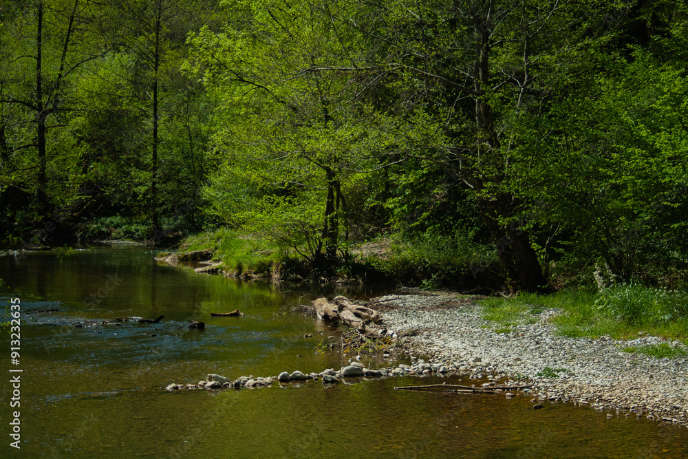 river in the woods river in the woods