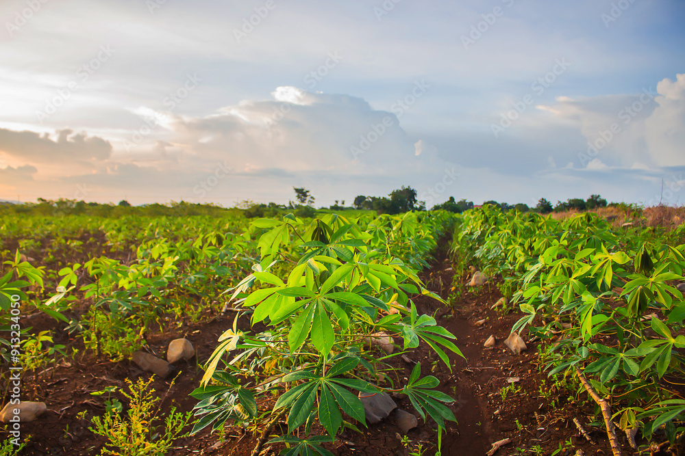 Cassava plantation and soft sunlight in the evening. Cassava plantation and soft sunlight in the evening.