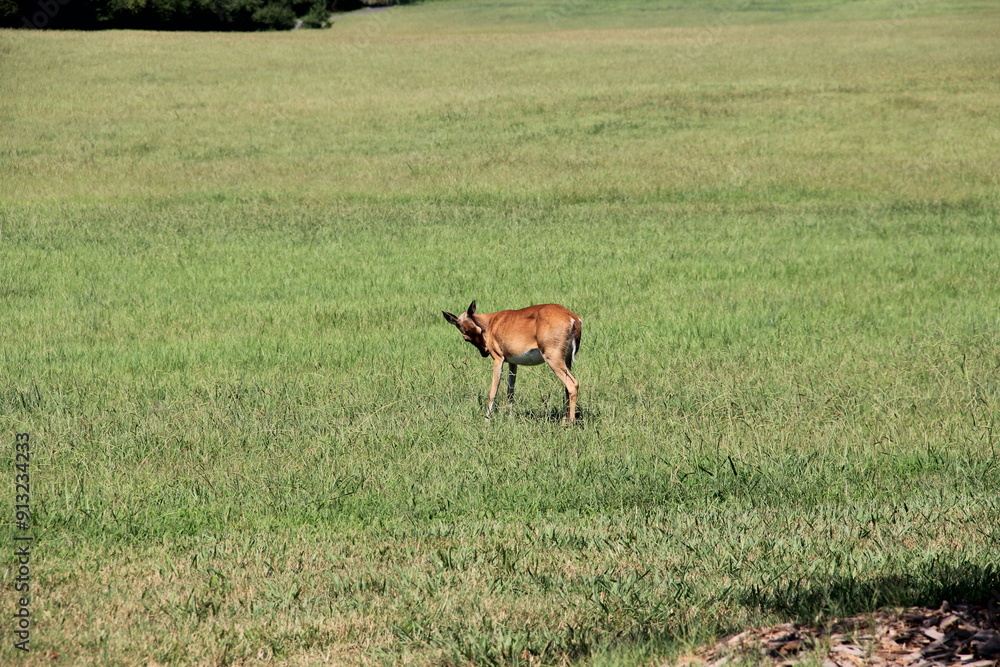 Deer Scratching Itself In A Field In Summer Deer Scratching Itself In A Field In Summer