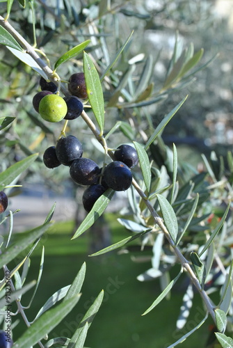 black olives on a branch