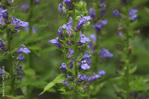 Lobelia siphilitica. The blue flowers of great blue lobelia. photo