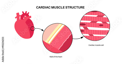 Cardiac muscle tissue