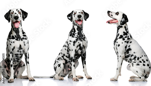  Happy Dalmatian Dog Collection (Portrait, Sitting, Standing) – A collection of happy Dalmat_1(171) photo