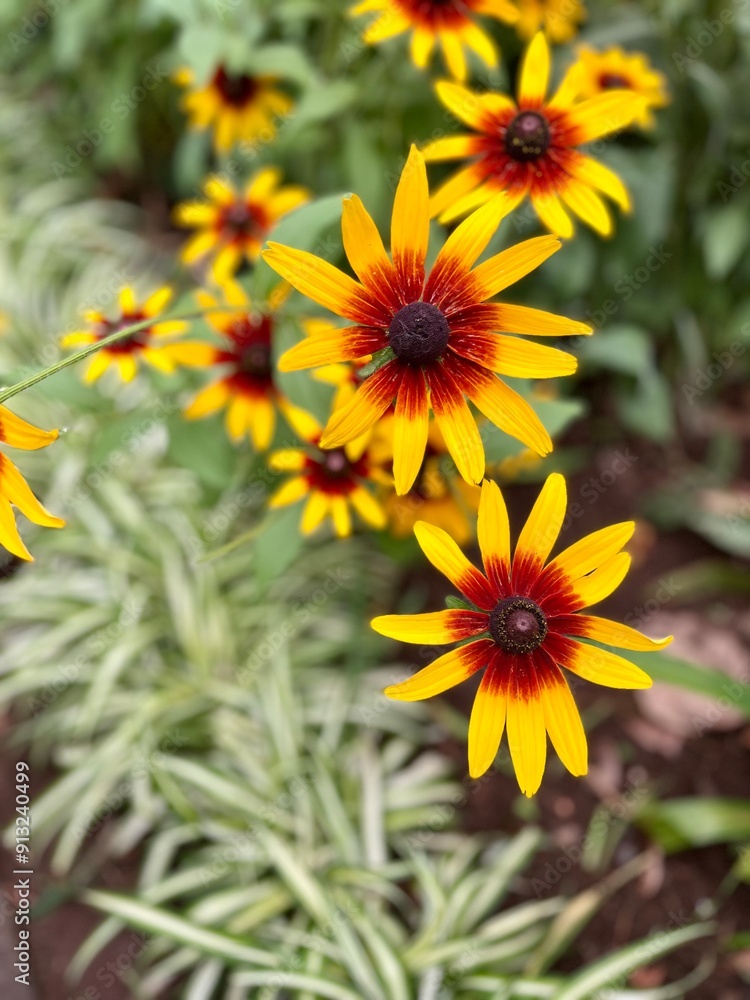 yellow flowers in the garden
