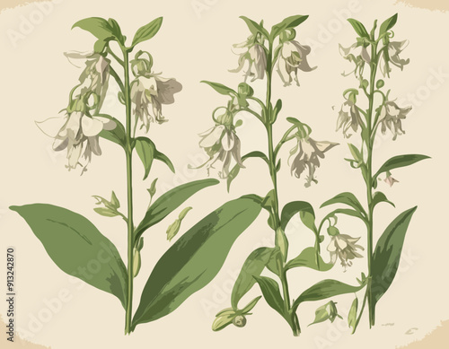 Antique botany illustration: Broad Leaved Helleborine, Epipactis latifolia
