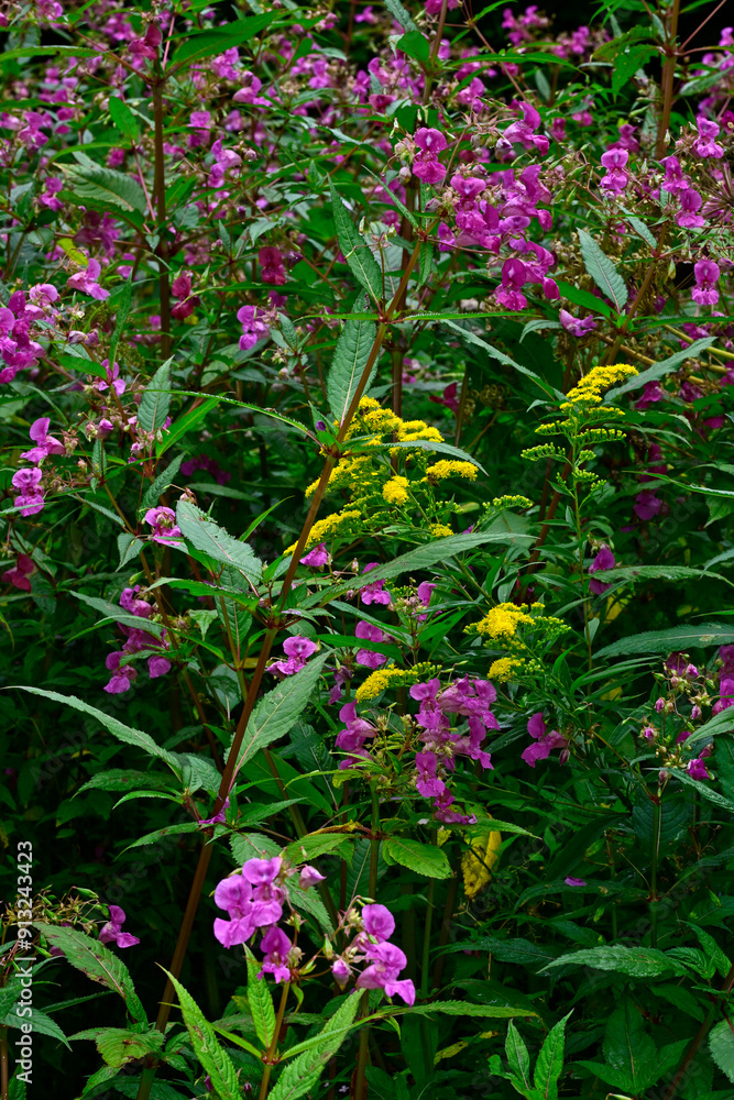 Naklejka premium Neophyten: Kanadische Goldrute (Solidago canadensis) und Indisches Springkraut (Impatiens glandulifera)