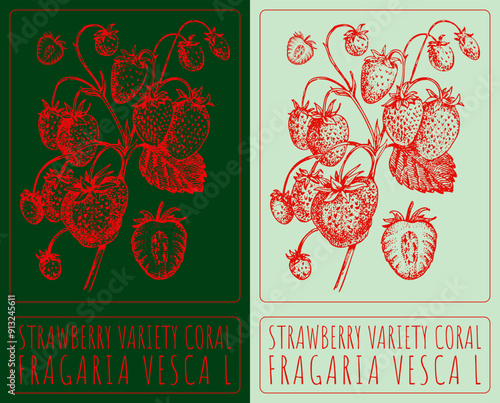Vector drawing STRAWBERRY VARIETY CORAL. Hand drawn illustration. Latin name is FRAGARIA VESCA L.
