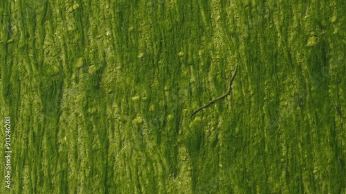 Albania wild river Vjosa clear water with fish and algae photo