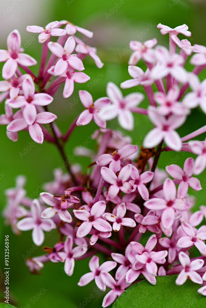 Lilac blossom in the spring garden Lilac blossom in the spring garden
