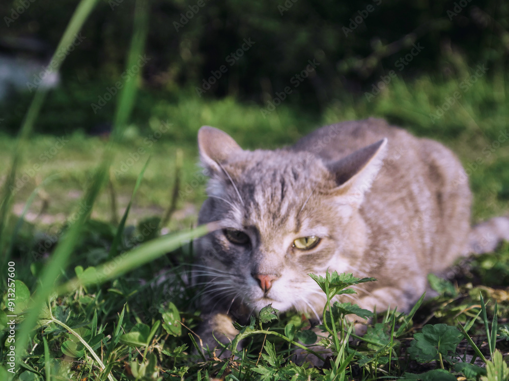 Small cute tabby cat in a green grass. Country, rural pet with grey fur. Living in a wild. Small road in the background. Small cute tabby cat in a green grass. Country, rural pet with grey fur. Living in a wild. Small road in the background.