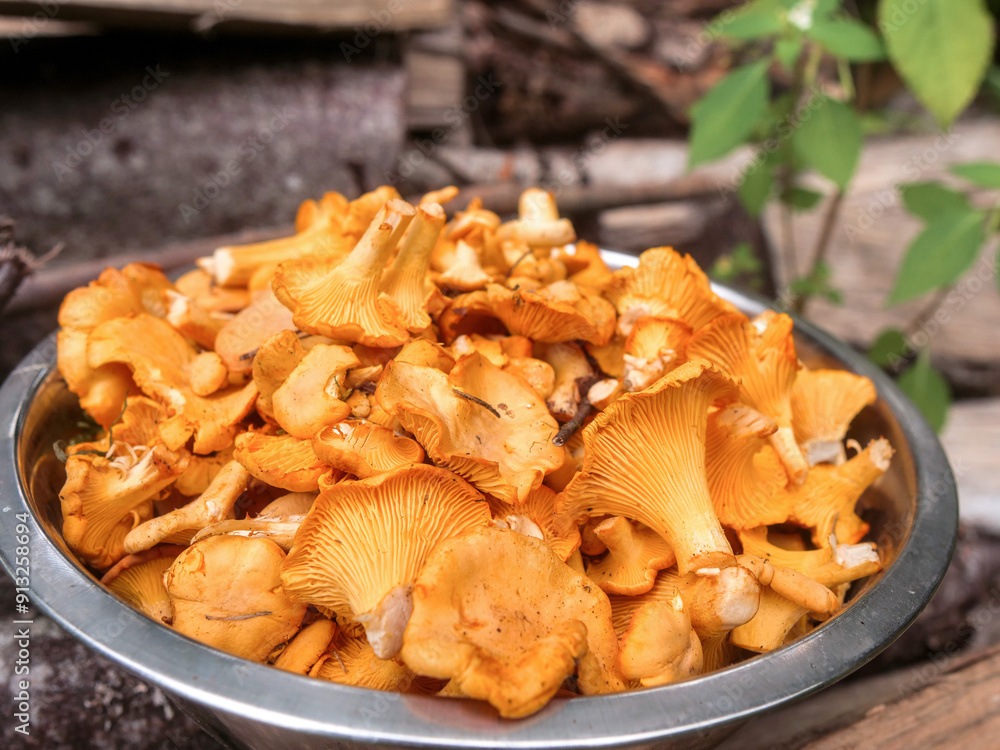 Metal stainless bowl full with fine golden chanterelle mushrooms standing on a firewood, rural country background. Tasty nature product collected in clean forest for cooking. Fine organic food. Metal stainless bowl full with fine golden chanterelle mushrooms standing on a firewood, rural country background. Tasty nature product collected in clean forest for cooking. Fine organic food.
