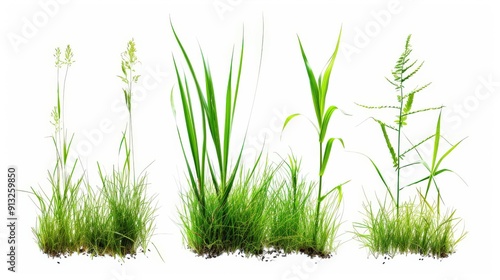 Five different types of green grass isolated on white background.