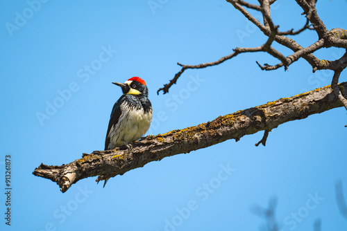Close-up of Acorn woodpecker sitting on a tree.