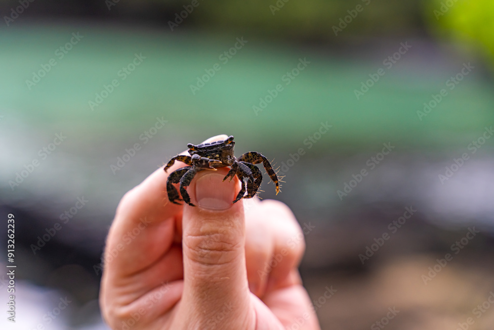 Obraz premium Man holding Hawaiian A'ama Crab (Grapsus tenuicrustatus)